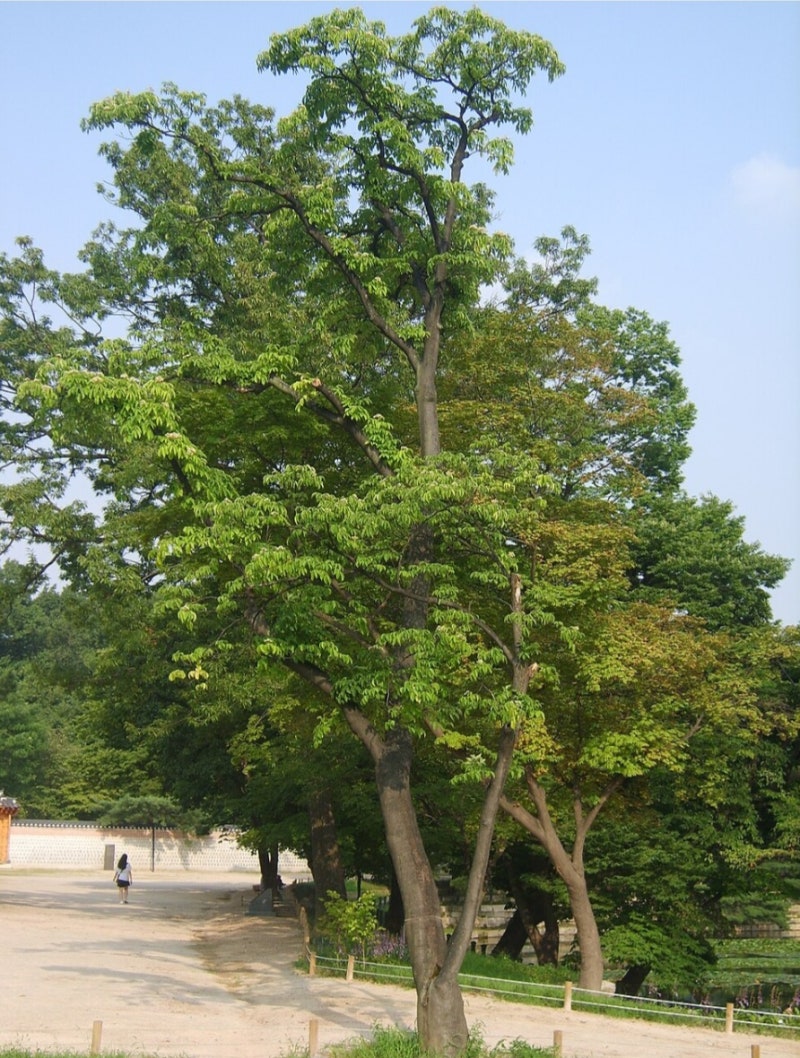 쉬나무(수유나무),괴나무(槐,회화나무)를 아시나요?