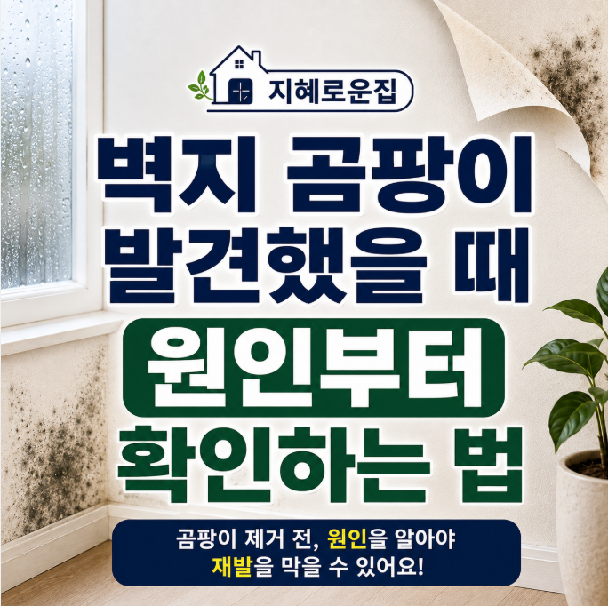 벽지 곰팡이 발견했을 때 원인부터 확인하는 법