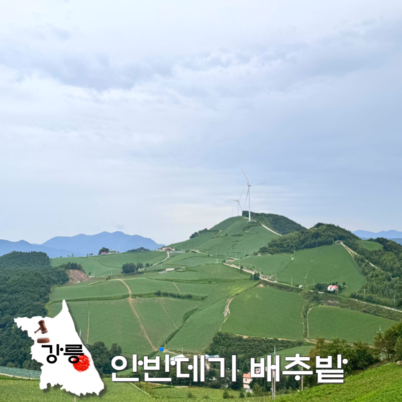 8월 꼭 가야 할 강원도 여행! 강릉 안반데기 배추밭 지금 가야 하는 이유