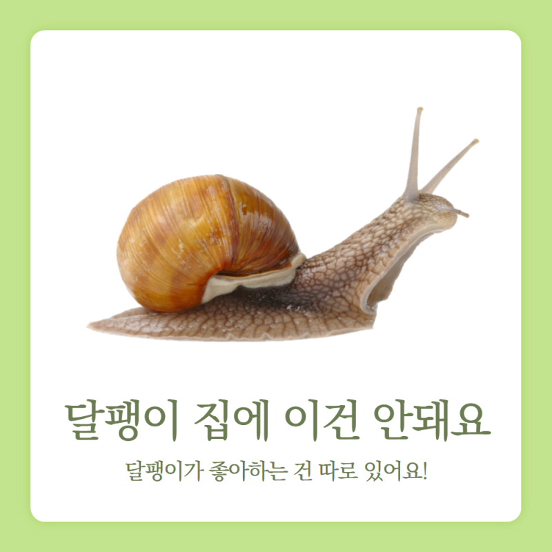 명주달팽이 집 꾸미기｜넣어주면 좋은것과 절대 넣으면 안되는 것