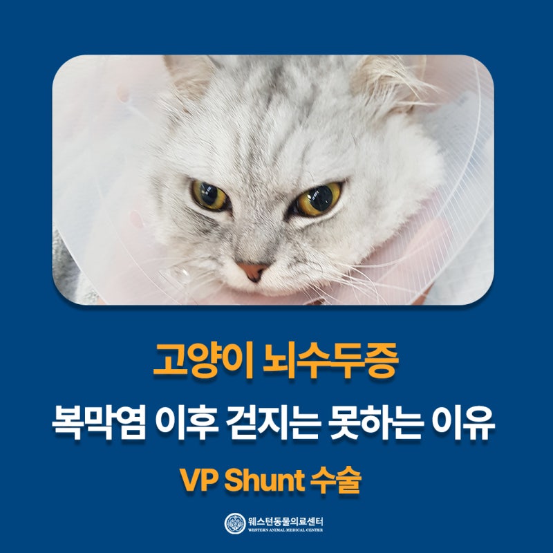 고양이 뇌수두증, 복막염 이후 걷지 못한 이유