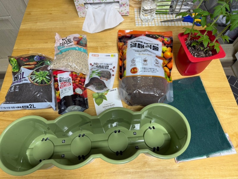 다이소 방울토마토 키우기, 분갈이 하는법 (마사토,퇴비,배양토,비료)