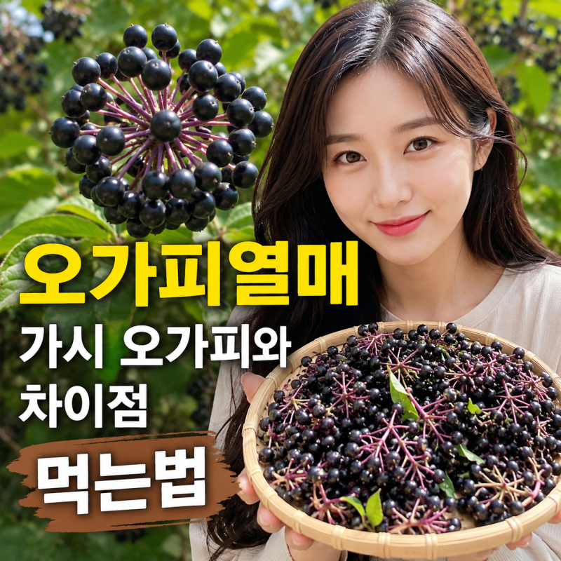 오가피열매 가시 오가피 열매와 차이점 먹는법