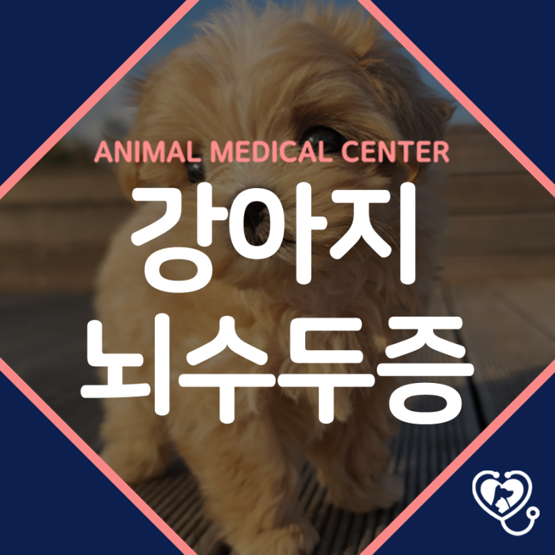 능곡동동물병원 강아지 뇌수두증, 어떤 증상이 나타날까요?