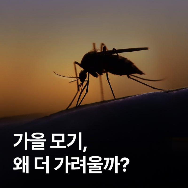 [세스코 해충방제] 전국 말라리아 경보, 가을 모기가 더 가렵게 느껴지는 이유와 대비법