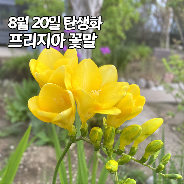 8월 20일 탄생화 프리지아 꽃말 "달콤한 거짓말에 속기 쉽대요"
