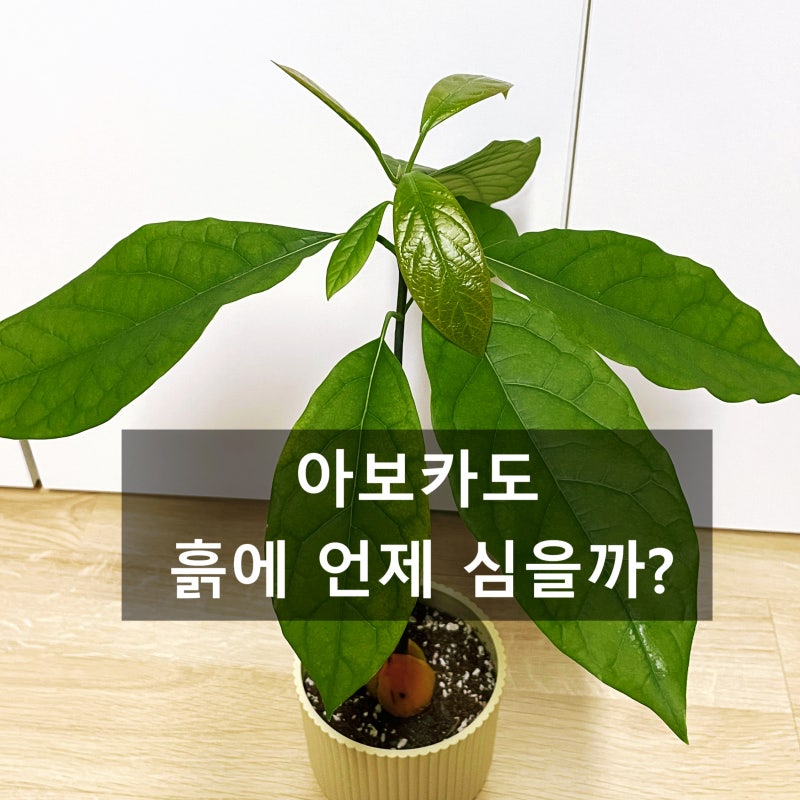 아보카도 발아 후 흙에 심는 분갈이 시기 | 직접 키워보니 달랐어요