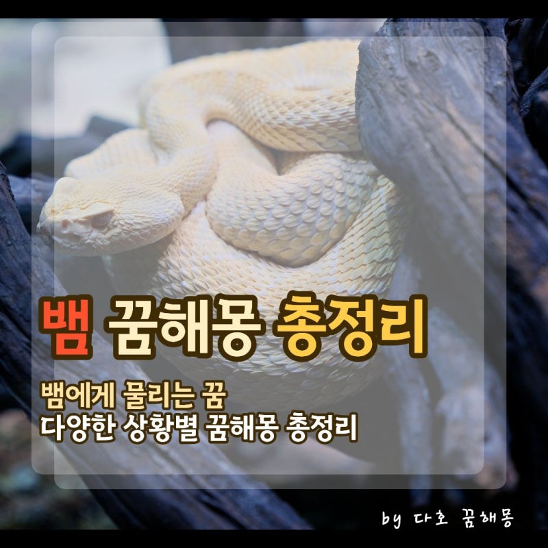 뱀 꿈 해몽 총정리, 뱀에게 물리는 꿈부터 흰 뱀·구렁이·태몽까지