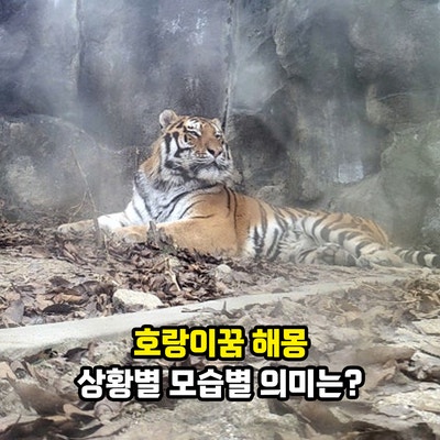 호랑이꿈 해몽, 호랑이를 보는꿈 물리는꿈 상황별 모습별 의미는?
