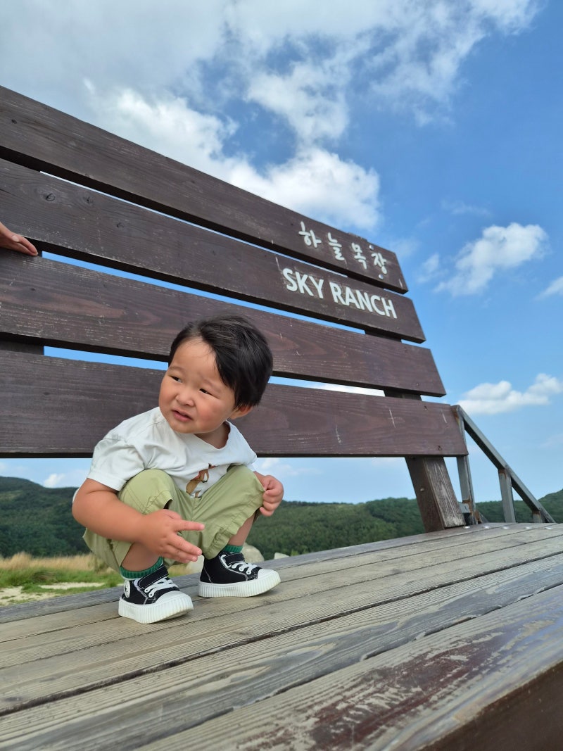 평창 아이와 가볼만한곳 대관령 하늘목장 트랙터마차 양먹이체험