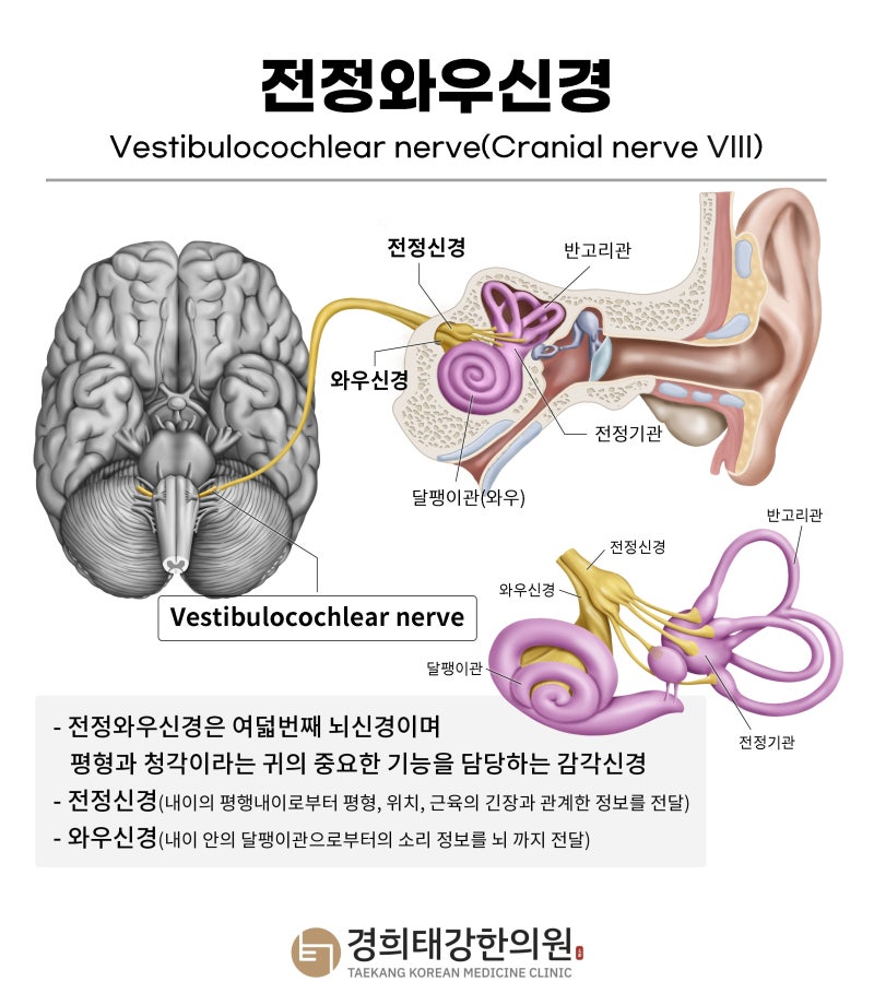 어지럼증 원인, 왜 생기고 언제 위험할까요? 이석증·전정신경염·메니에르병·전정편두통과 ....