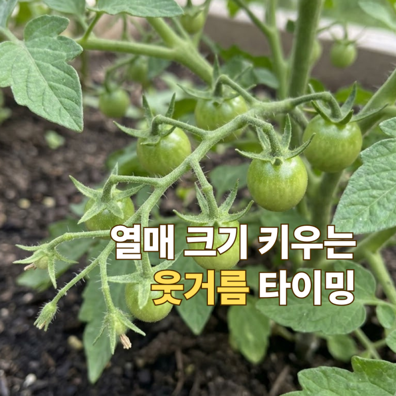 방울토마토 웃거름 주는 시기 열매 크기 키우는 영양제 관리법
