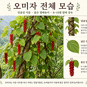 오미자 효능과 먹는 법｜열매 생김새·채취 시기·구별법 및 부작용
