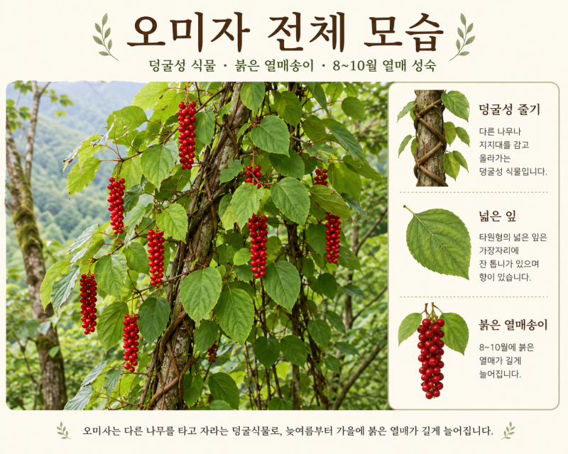 오미자 효능과 먹는 법｜열매 생김새·채취 시기·구별법 및 부작용
