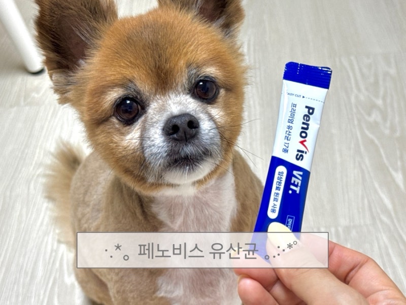 페노비스 강아지 유산균 후기 | 강아지 면역력,설사 장 건강 관리