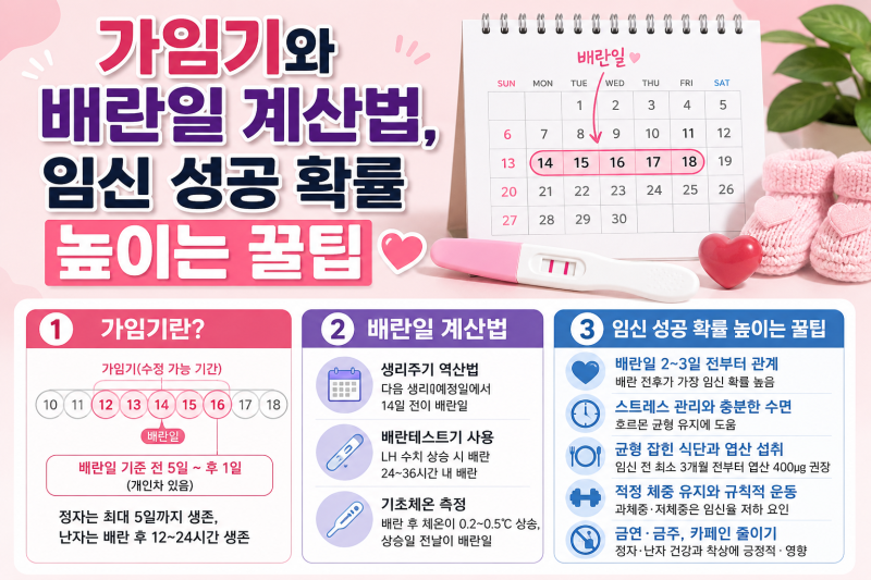 임신준비! 가임기와 배란일 계산법, 임신 성공 확률 높이는 꿀팁