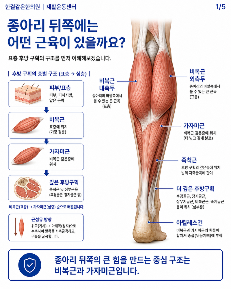 종아리 근육 이름과 위치, 비복근과 가자미근은 어떻게 다를까요?