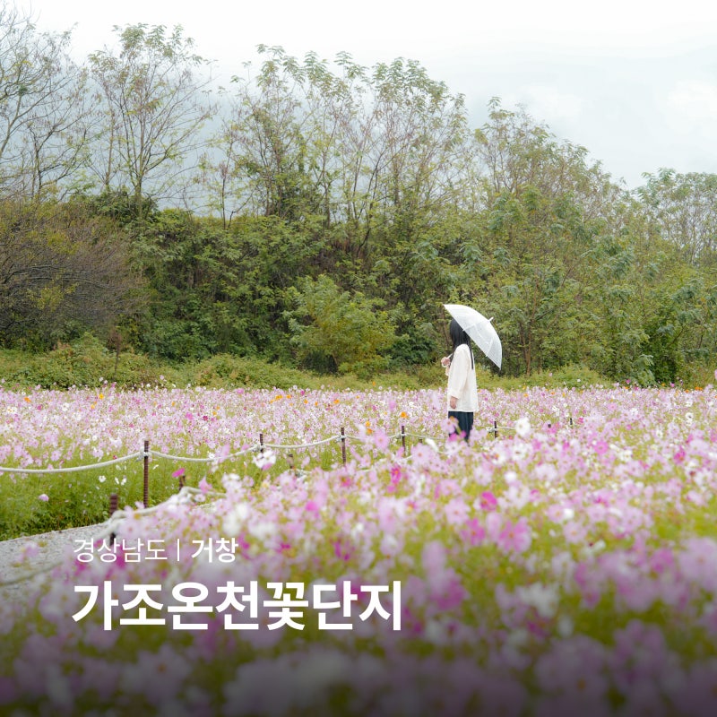거창 가조온천 꽃단지 코스모스 경남 꽃구경 나들이