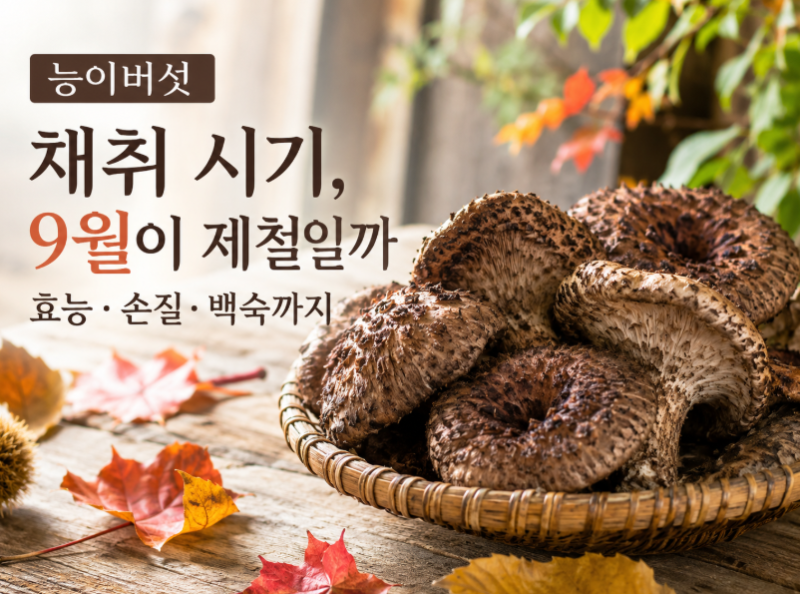 능이버섯 채취 시기, 9월이 제철일까 효능·손질·백숙까지