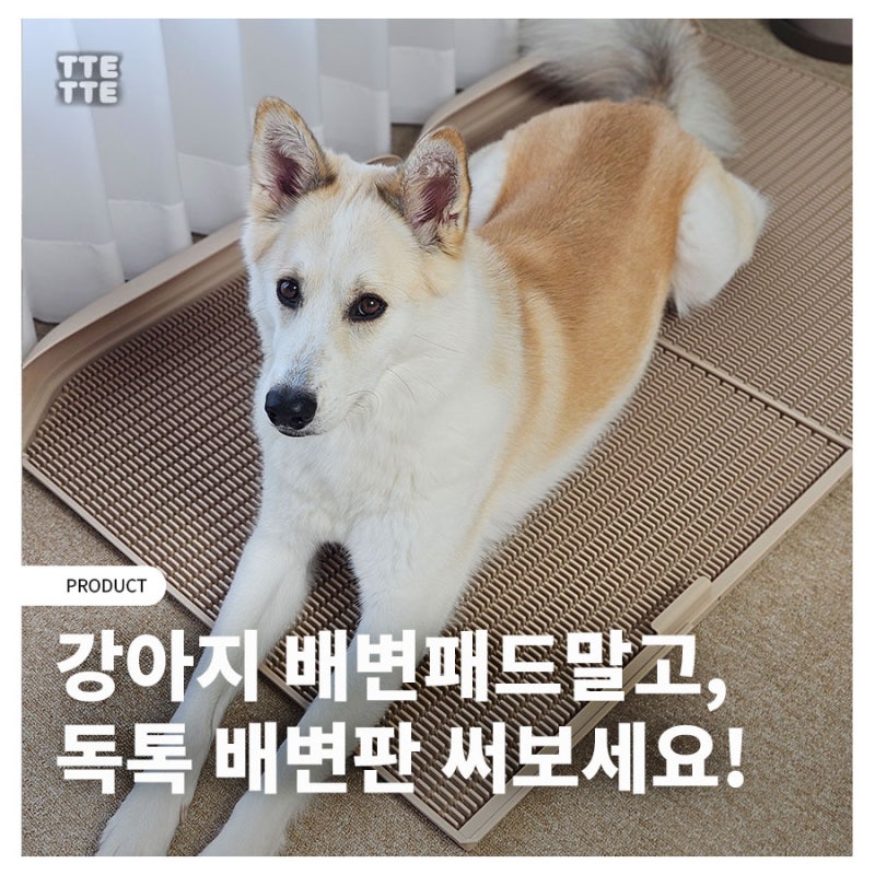 독톡 강아지 배변판 XL로 바꾸고 1년 치 패드값 제대로 아꼈다