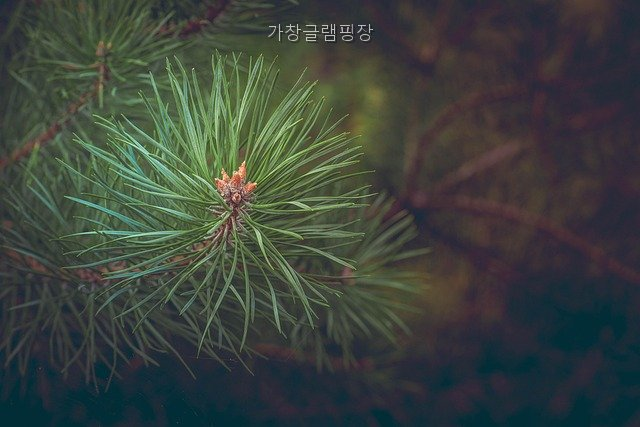 가창글램핑장 사진 3