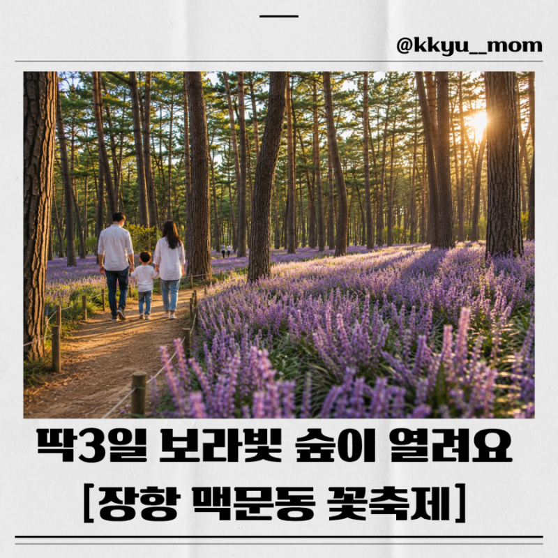 2026 장항 맥문동 꽃 축제 일정 주차 개화시기 서천 가볼만한곳
