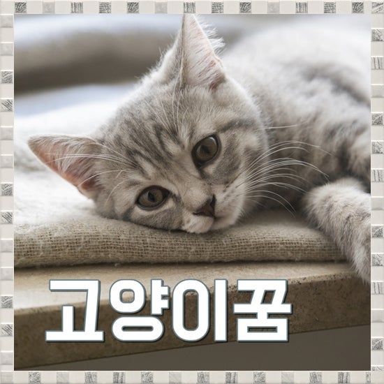 고양이꿈 해몽 고양이가핥는꿈 귀여운 풀이 모음
