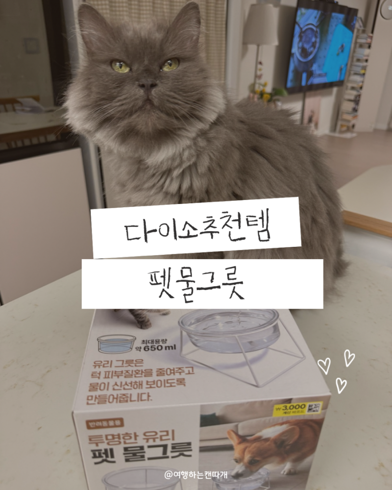다이소 추천템 반려동물 용품 강아지 고양이 유리 물그릇 구매 후기