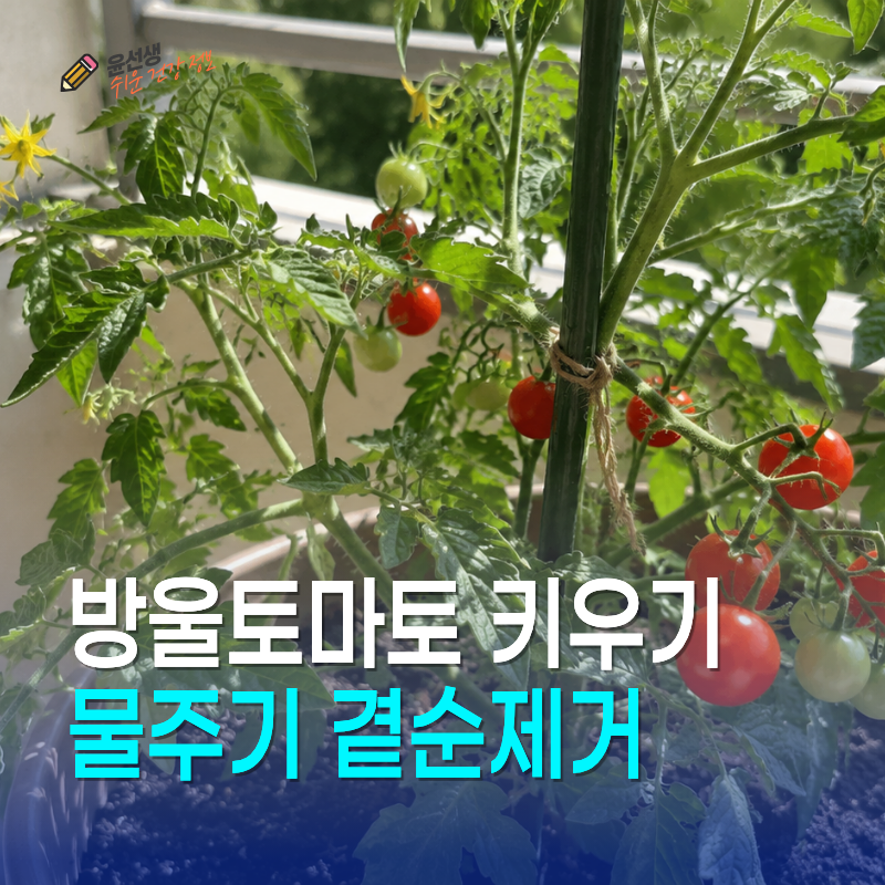 방울토마토 키우기, 물주기 곁순제거 꽃부터 수확까지