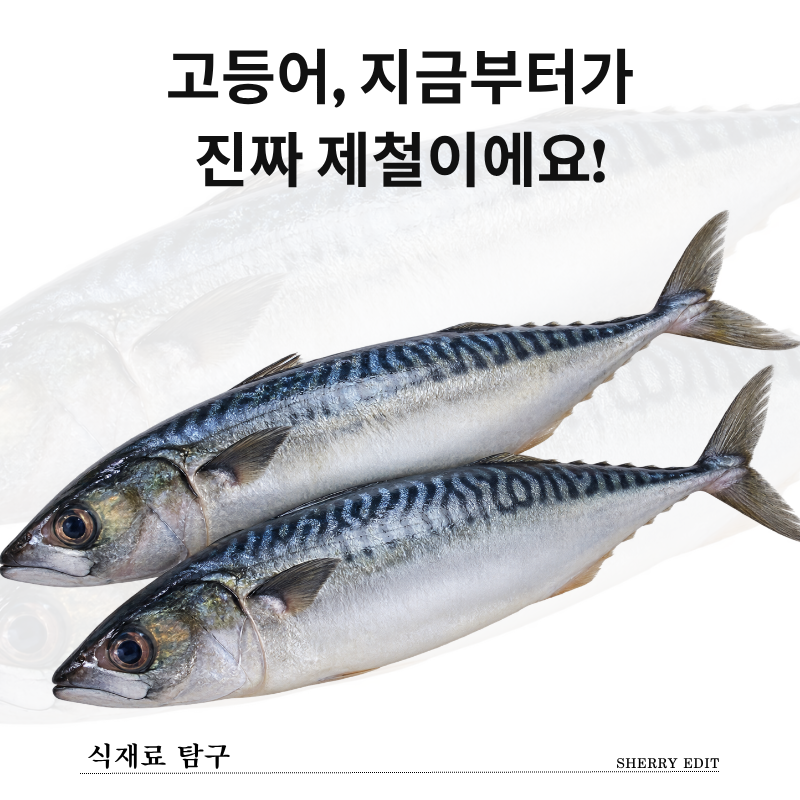 고등어 제철 언제일까? 비린내 제거법부터 금어기 보관법까지