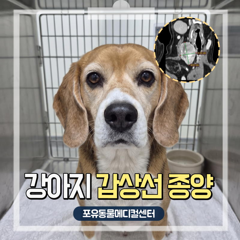 8살 강아지 목에 혹 갑상선 종양 수술 후 조직검사, 안산 종양 전문 동물병원