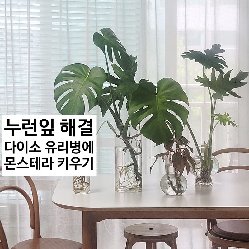 수경재배 몬스테라키우기 황화현상 해결 (ft. 다이소 화병 유리병)