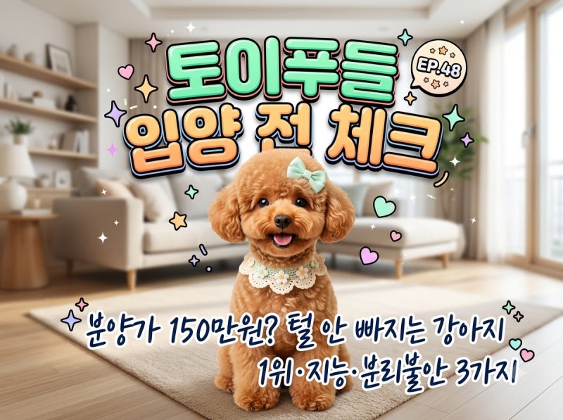 토이푸들 분양가 150만원? 털 안 빠지는 강아지 1위·지능·입양 전 필수 체크 3가지 (헛짖음·....