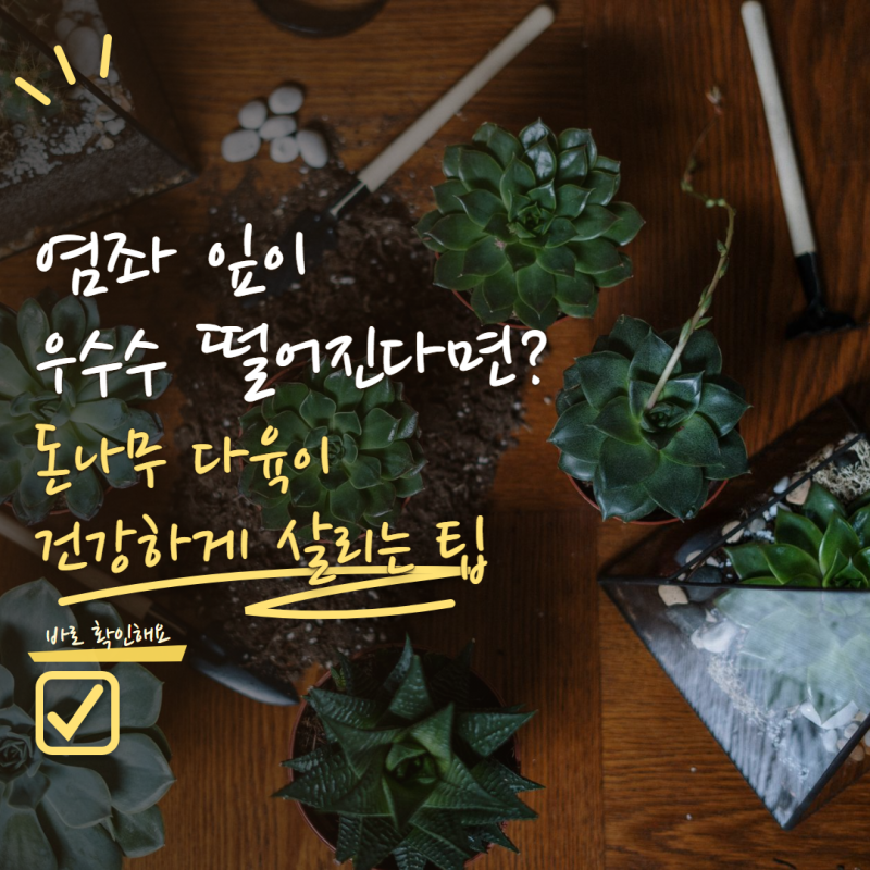 염좌 잎이 우수수 떨어진다면? 돈나무 다육이 살리는 관리법 4가지