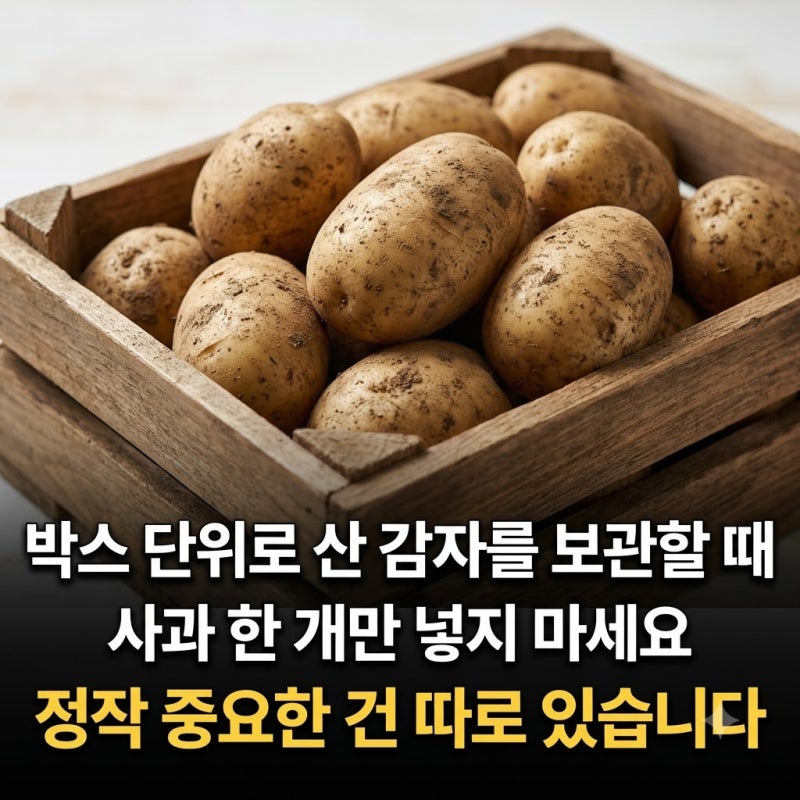 감자 싹 안 나게 보관하는 법 5가지와 절대 같이 두면 안 되는 것
