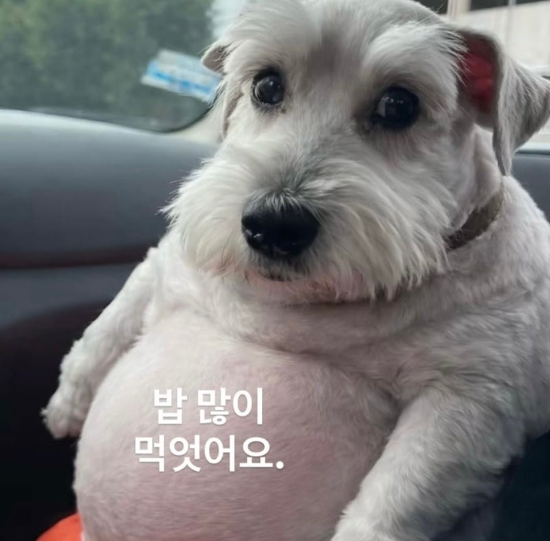 홍성화 개인전, 마르지엘라 카페, 타데우스 로팍, 양재천, good vibes only