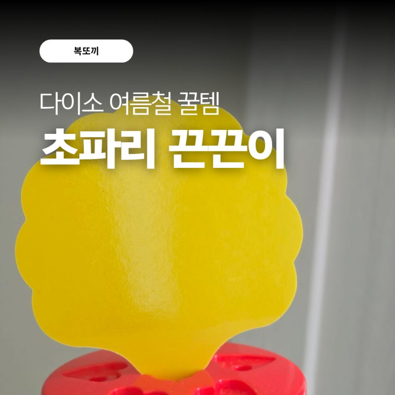 다이소 초파리 끈끈이 트랩 추천 내돈내산 실제 사용후기