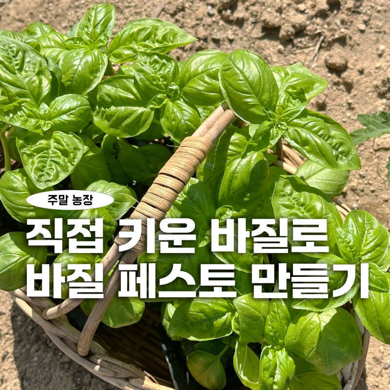 내가 만든 바질 페스토가 맛있는 이유_나만의 레시피 만들기