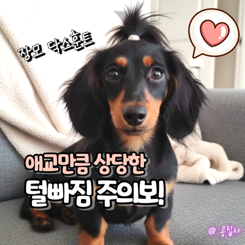 장모닥스훈트 성격 특징, 애교만큼 털빠짐도 상당해요