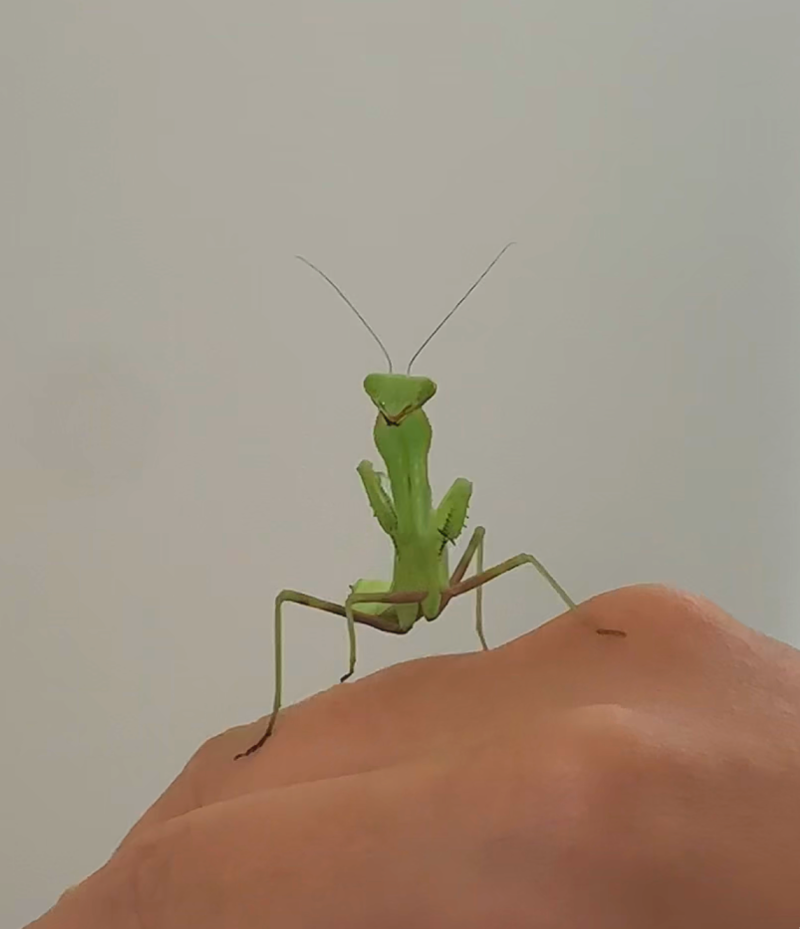 사마귀 키우기...(나는 사마귀집사)