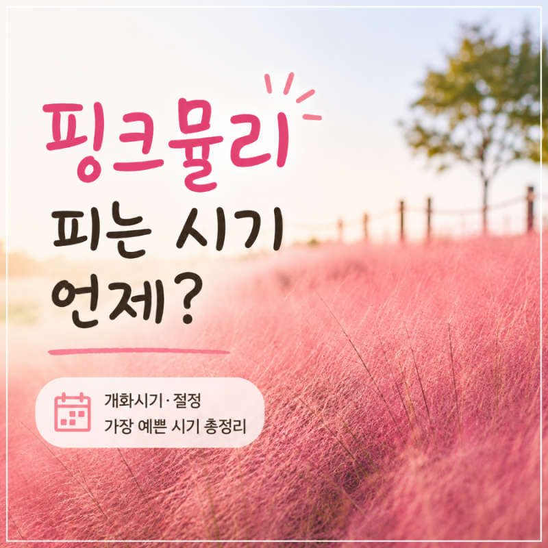 핑크뮬리 피는 시기 언제? 개화시기·절정과 가장 예쁜 시기 총정리
