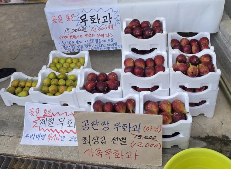 올해의 무화과철-영암 무화과 직판장