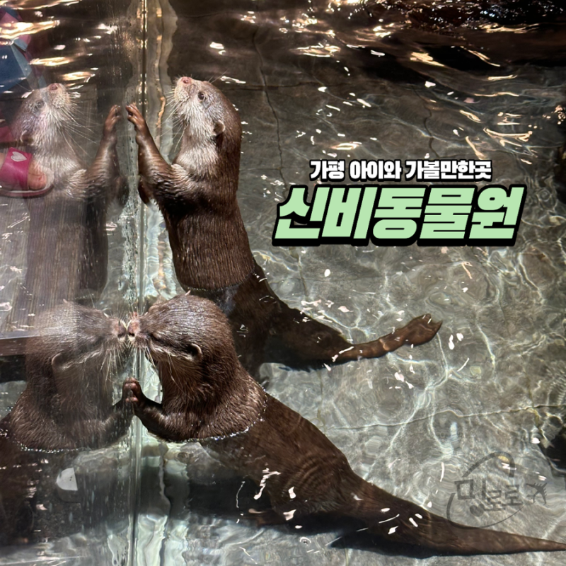 가평 1박2일 가족여행 실내 아이와 가볼만한곳 신비동물원