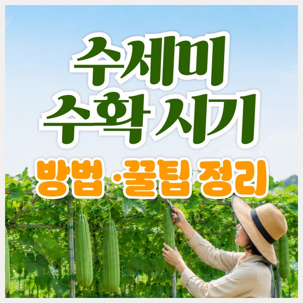 수세미 수확 시기와 방법, 수확 꿀팁까지 총정리
