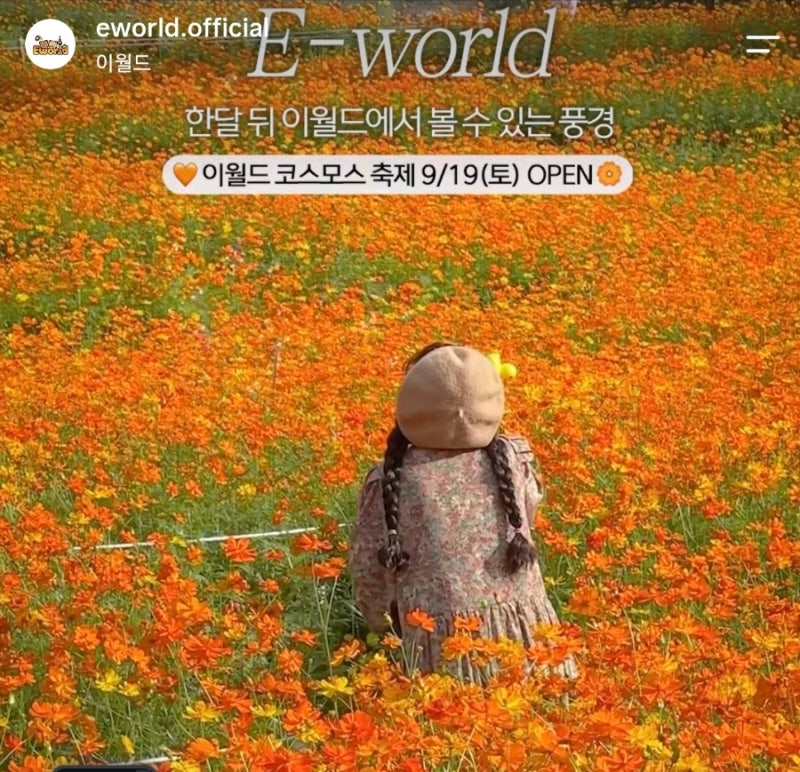 [대구 이월드] 황금빛 물결 가득! 코스모스 축제 일정부터 포토존 명소 총정리