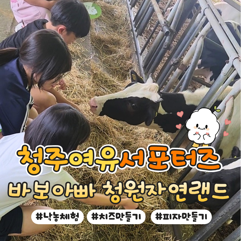 청주 낙농체험 청주여유 바보아빠 젖소농장 청원자연랜드에서 아이와 함께 치즈 & 피자 만들....