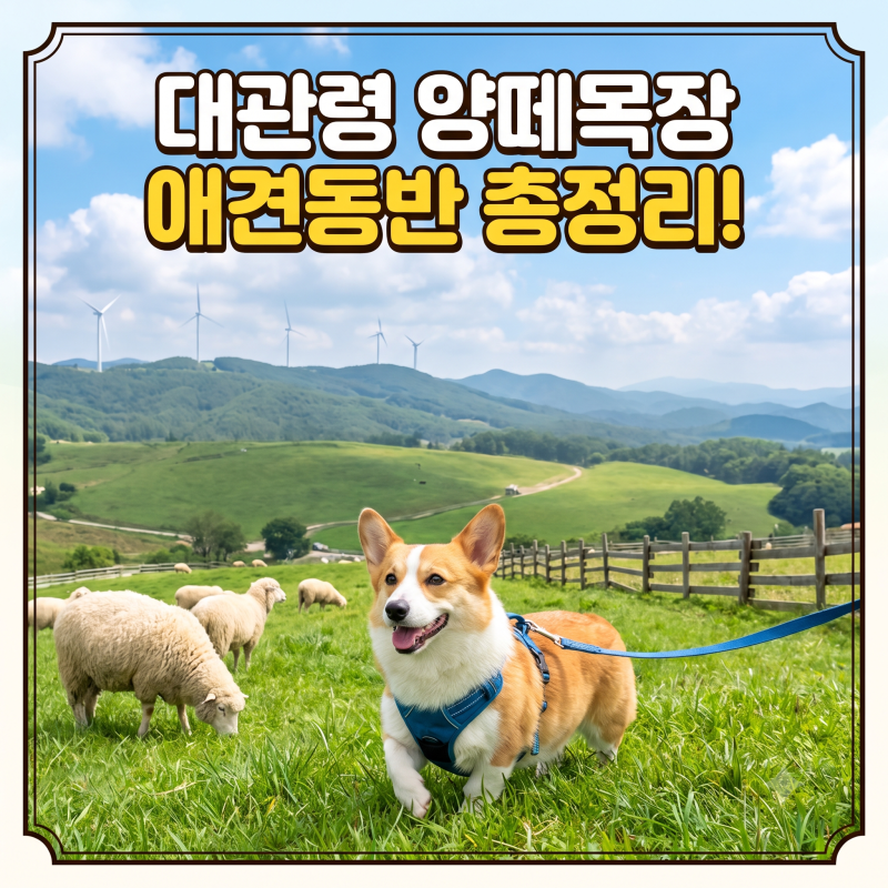 대관령 양떼목장 애견동반 총정리, 순수양떼목장·하늘목장 비교