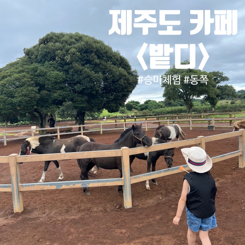 ｢제주도 밭디｣｜아이와 가기 좋은 승마체험 카페