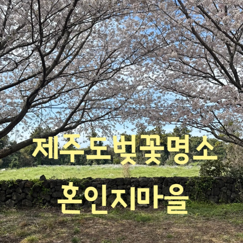제주도 4월여행 벚꽃시기 맞춰 다녀온 혼인지마을 서귀포 가볼만한곳