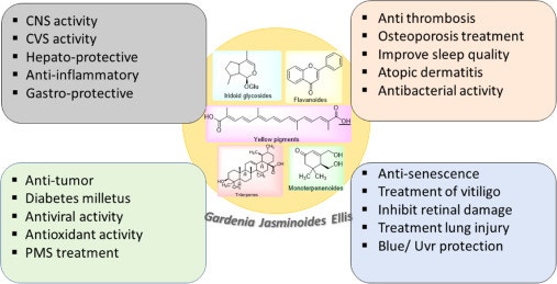 치자의 효능(Gardenia jasminoides,benefit to health)